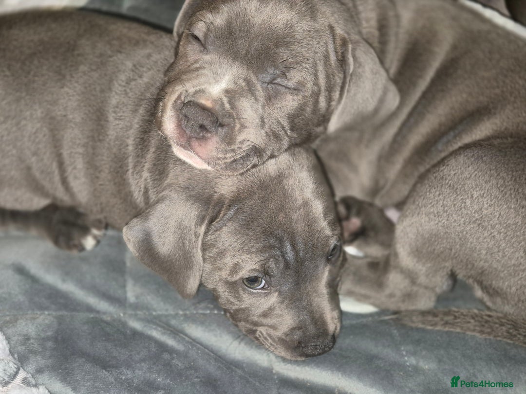 Staffordshire Bull Terrier dogs for sale: **Ready To Leave**KC Blues Champ Blood in Coventry - Image 19