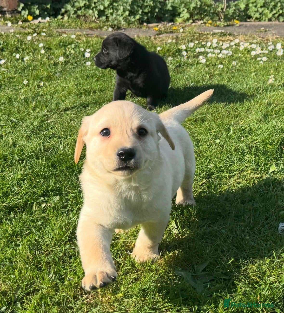 Labrador Retriever dogs Gorgeous Chunky LABRADOR Puppies - Advert 2