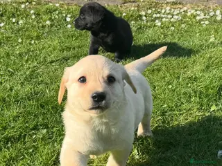 Labrador Retriever dogs Gorgeous Chunky LABRADOR Puppies - Advert 1