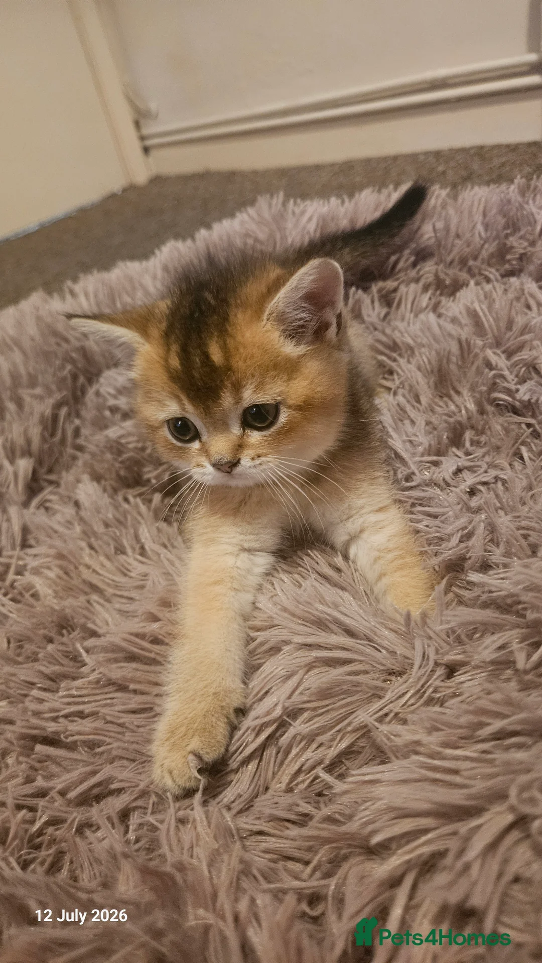 Scottish Fold cats for sale: 🐾 Stunning Golden ScottishFold&Straight Kittens🐾 in Southampton - Advert 27