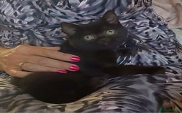 British Shorthair cats for sale: Beautiful black pedigree british shorthairs - Image 4