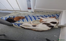 Abyssinian cats for sale: Beautiful & very therapeutic to watch them grow :) - Image 6