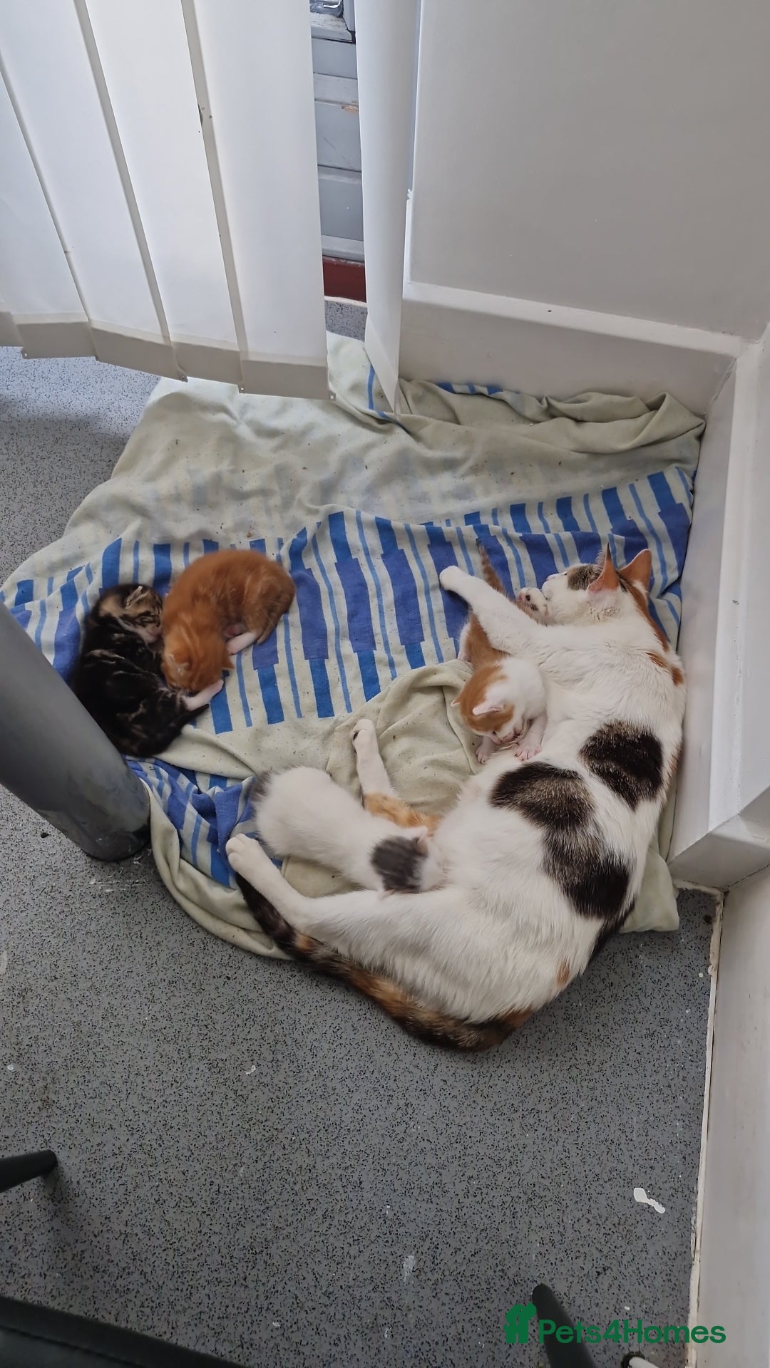 Abyssinian cats for sale: Beautiful & very therapeutic to watch them grow :) - Image 6