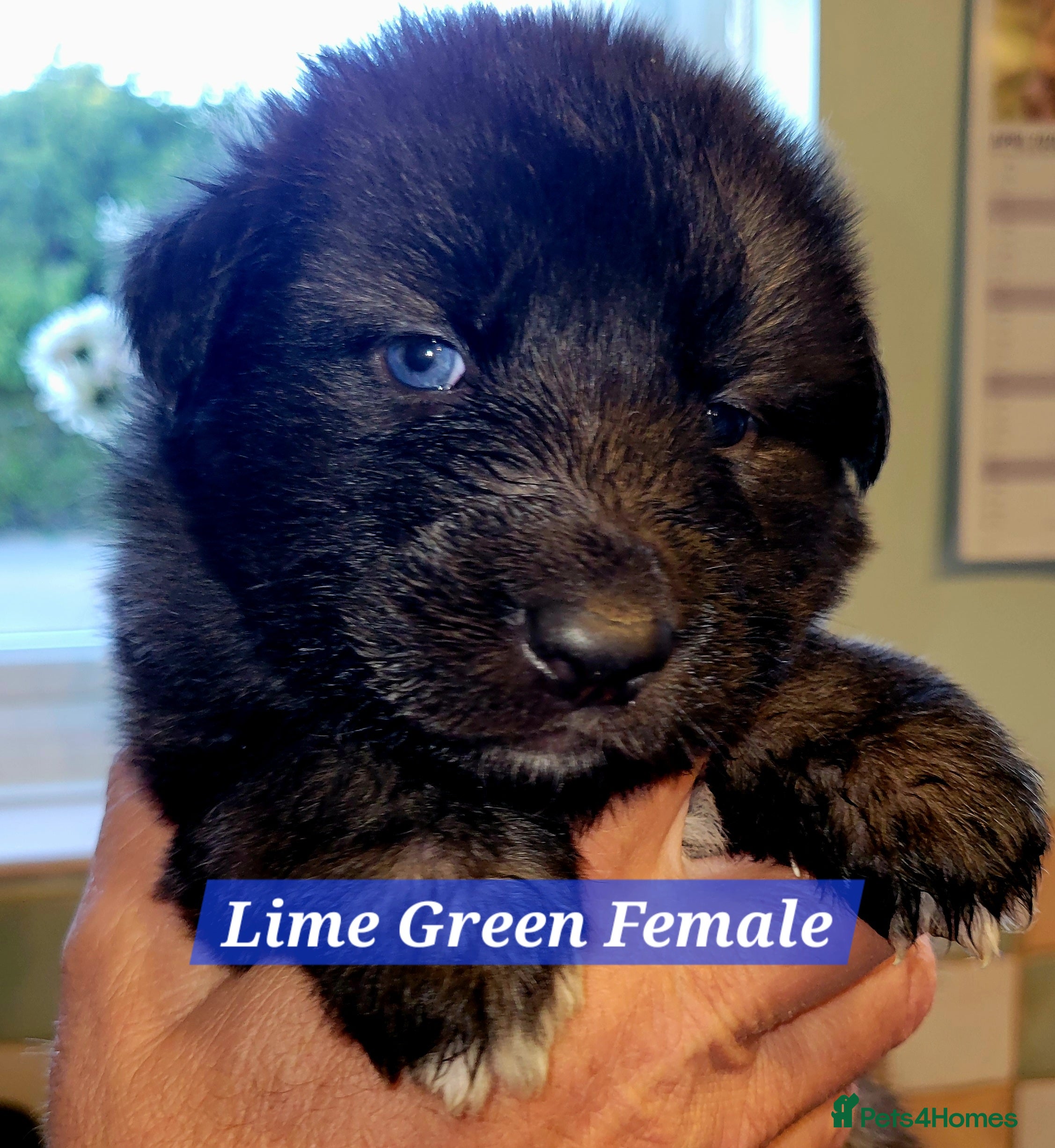 German Shepherd dogs German Shepherd Puppies - Advert 2