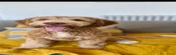 Australian Labradoodle dogs for sale: 🐶Stunning Australian Labradoodles 5⭐Breeder - Advert 4