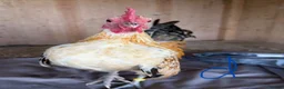 Chickens poultry for sale: Serama hen and cockerel pairs  - Advert 10