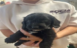 Cockapoo dogs for sale: Super cute spaniel x miniature poodle - Image 7