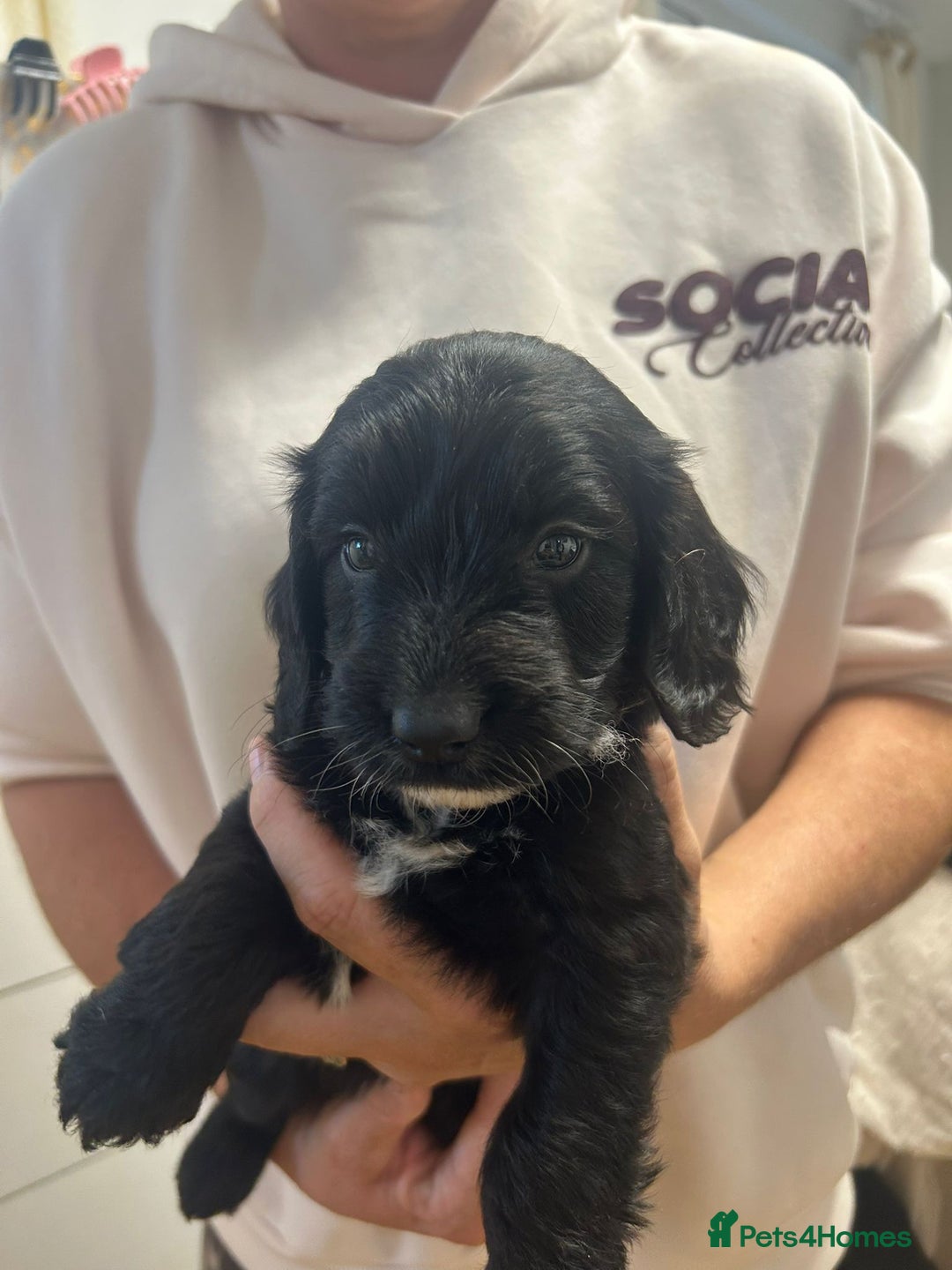 Cockapoo dogs for sale: Super cute spaniel x miniature poodle - Image 7