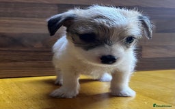 Mixed Breed dogs for sale: Jack Russell with a hint of Bichon Frise. - Image 21