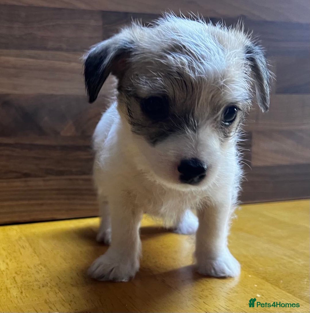 Mixed Breed dogs for sale: Jack Russell with a hint of Bichon Frise. - Image 21