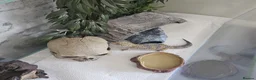 Leopard Gecko reptiles for sale: Leopard gecko and full enclosure - Advert 5