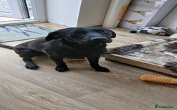 Labrador Retriever dogs for sale: Labrador Retriever - Advert 2