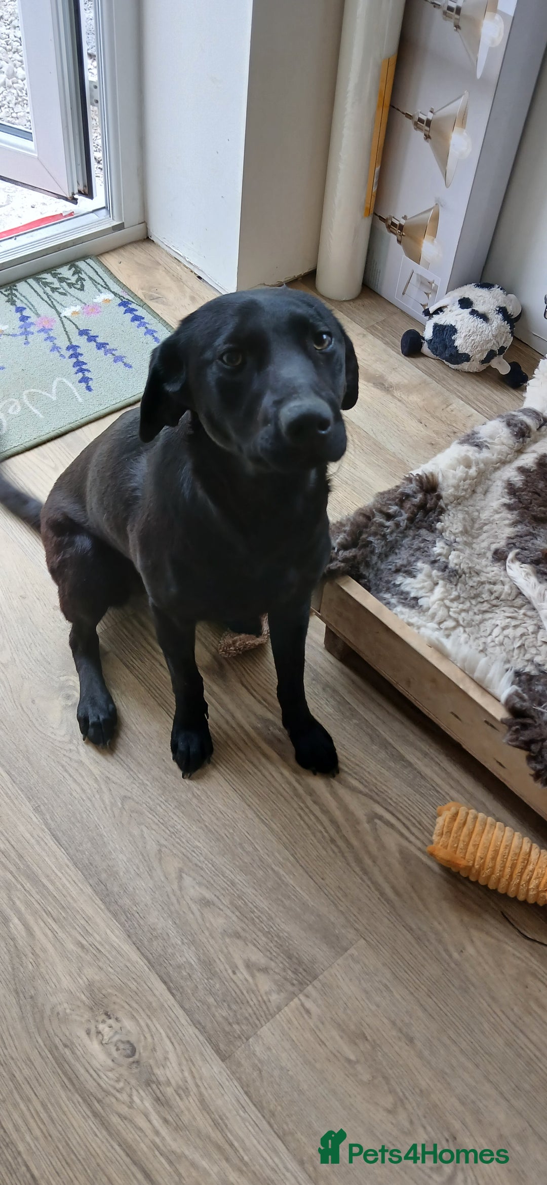 Labrador Retriever dogs for sale: Labrador Retriever - Advert 2