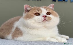 British Shorthair cats for sale: Stunning British Kittens - Image 11