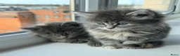 British Longhair cats for sale: Fluffy British Short hair X British Long Hair  - Advert 9