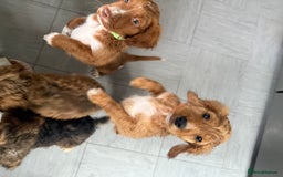 Cockapoo dogs for sale: 2 Beautiful Boy Cockapoo Puppies Left!! - Image 5