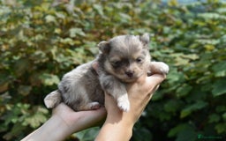 Pomsky dogs for sale: Merle Genuine Toy Size  Pomsky Puppies - Image 32