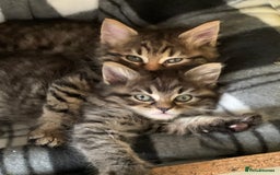 Toyger cats for sale: Tabby kittens  - Image 10
