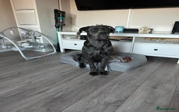 Cane Corso dogs for sale: Nellie 11 month old cane corso  - Image 7