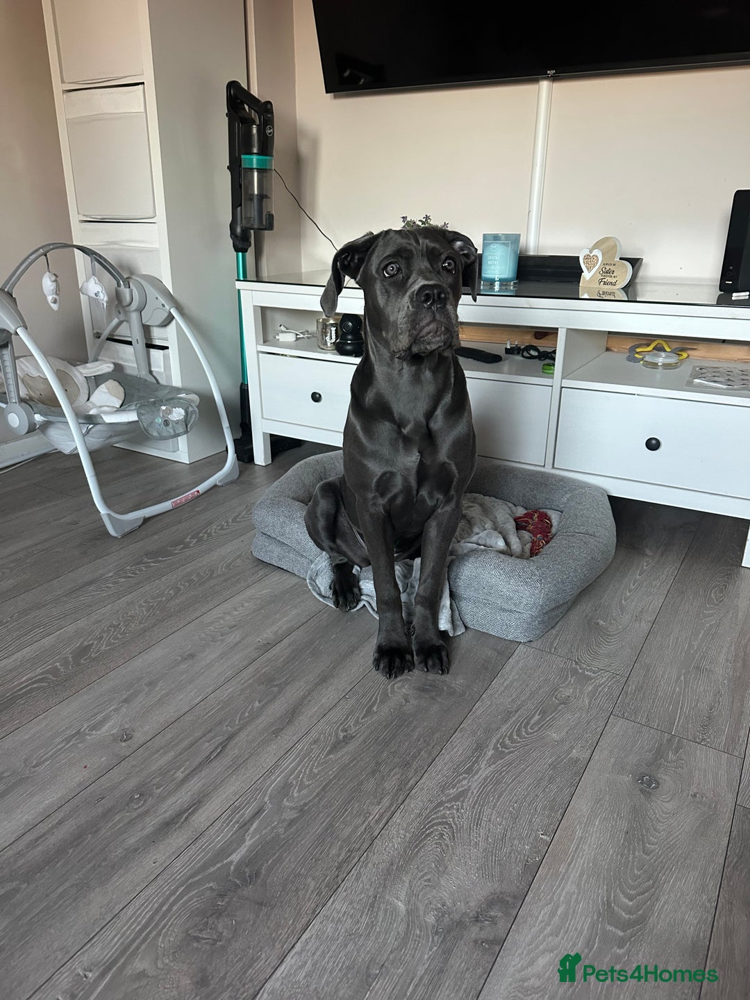 Cane Corso dogs for sale: Nellie 11 month old cane corso  - Image 7