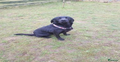 Labrador Retriever dogs - Advert 15