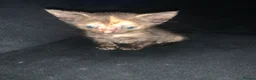 Mixed Breed cats for sale: Beautiful tortie shell girl in London - Advert 1