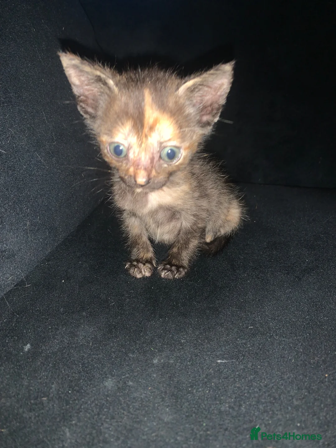 Mixed Breed cats for sale: Beautiful tortie shell girl in London - Advert 1