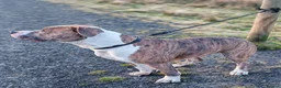 Mixed Breed dogs for stud: American Staffordshire Terrier x Staff Bull Terr. - Advert 5