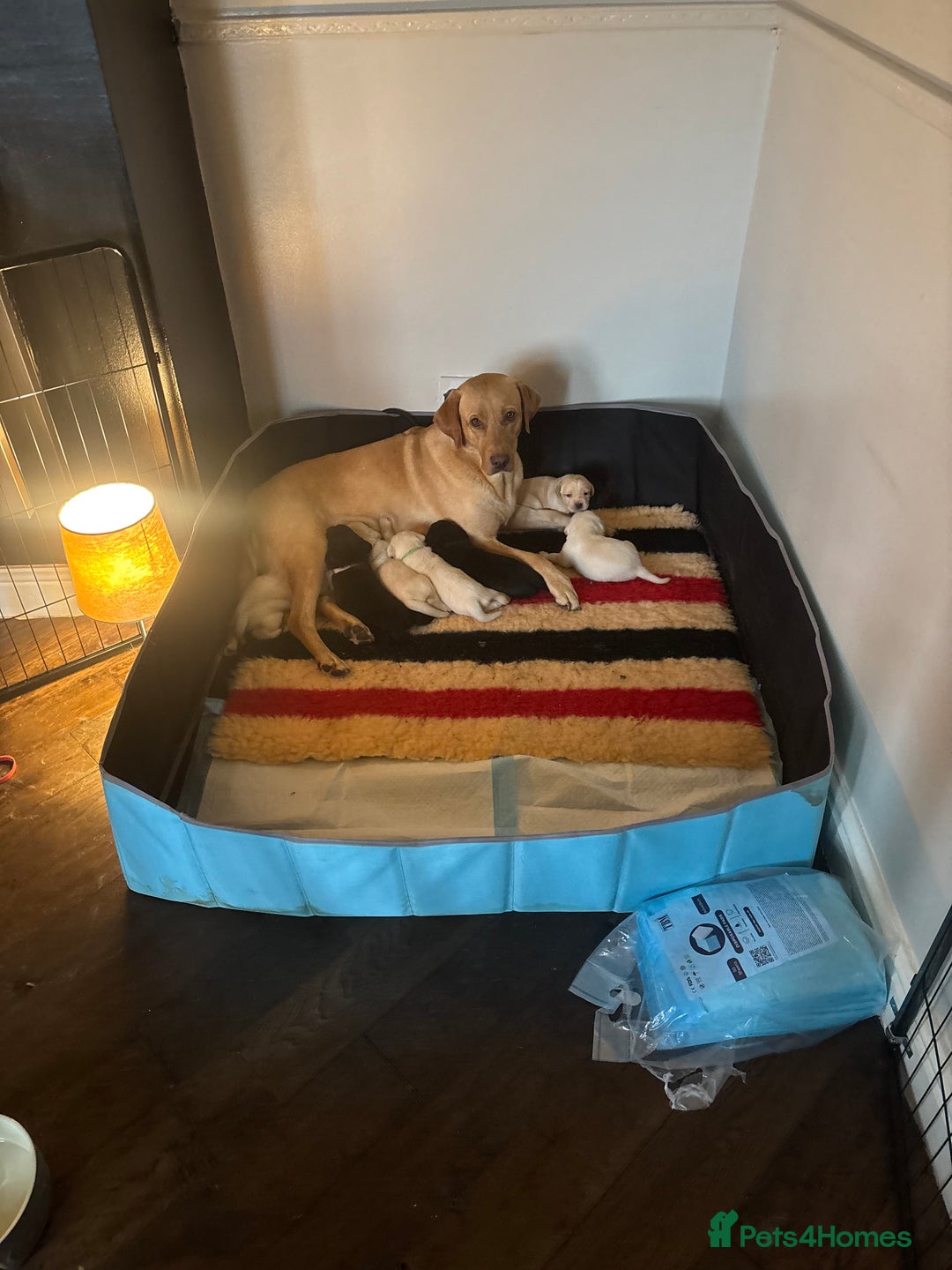 Labrador Retriever dogs for sale: 4 golden male Labrador puppies for sale  - Advert 1