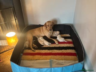 Labrador Retriever dogs 4 golden male Labrador puppies for sale - Advert 7