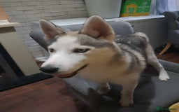 Siberian Husky dogs for sale: ONLY 2 PUPPIES LEFT!!! - Image 4