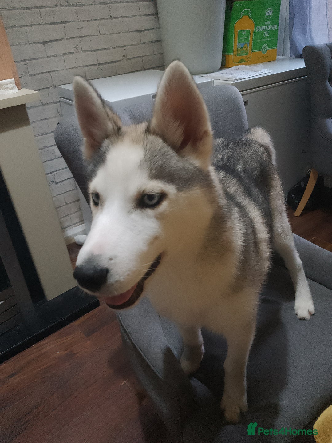 Siberian Husky dogs for sale: ONLY 2 PUPPIES LEFT!!! - Image 4