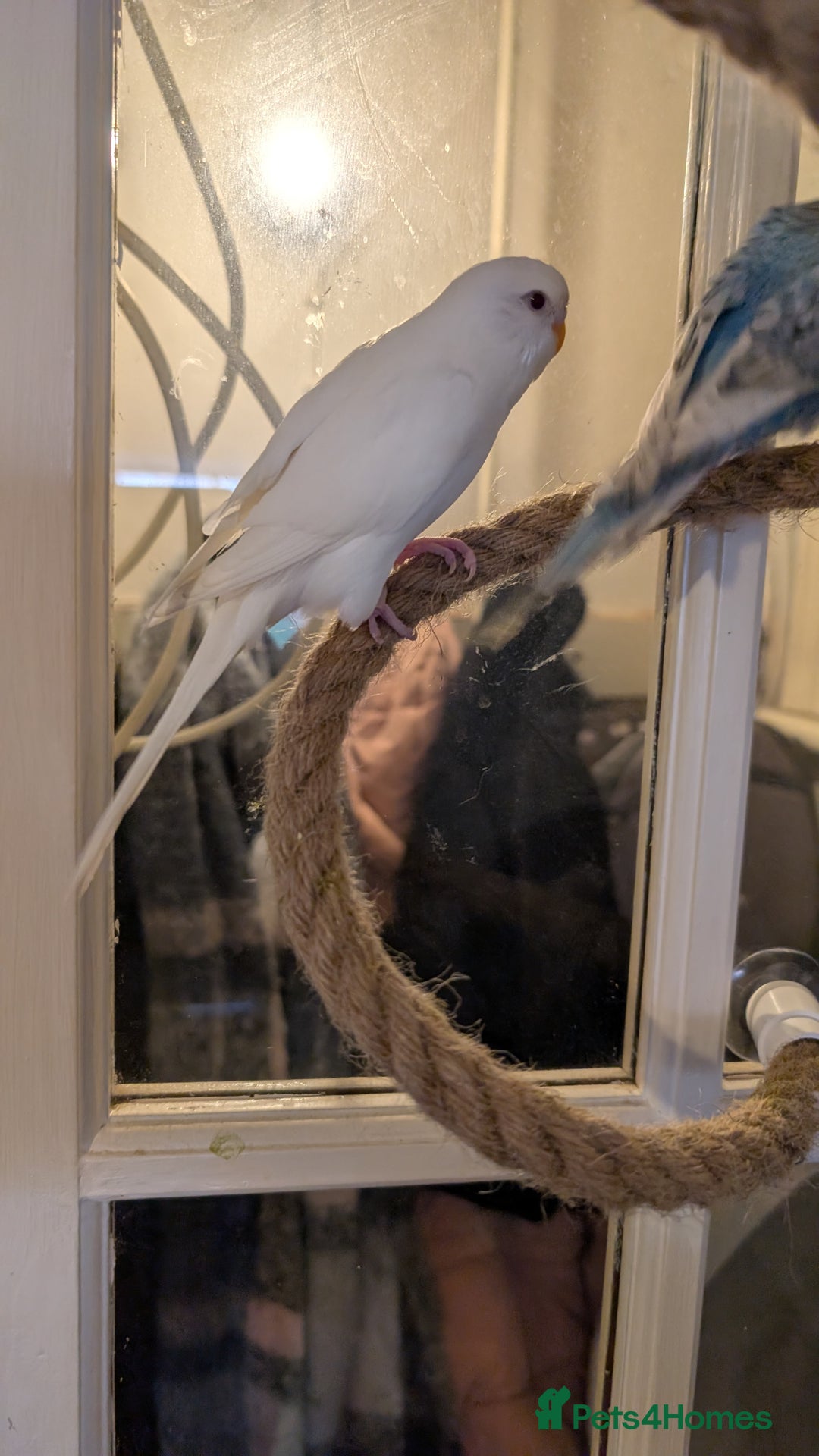 Budgerigars birds for sale: 2 Budgies and Cage - Advert 7