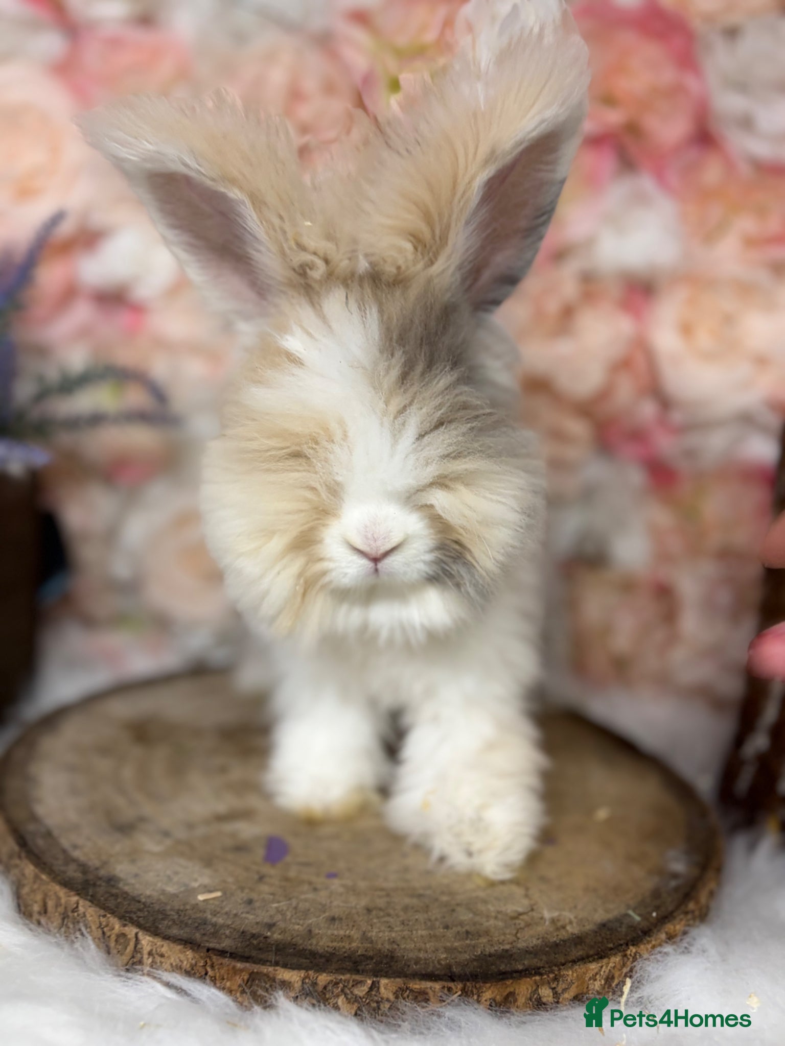Angora rabbits for sale: 🌟 PUREBRED ENGLISH ANGORAS 🌟 - Advert 3