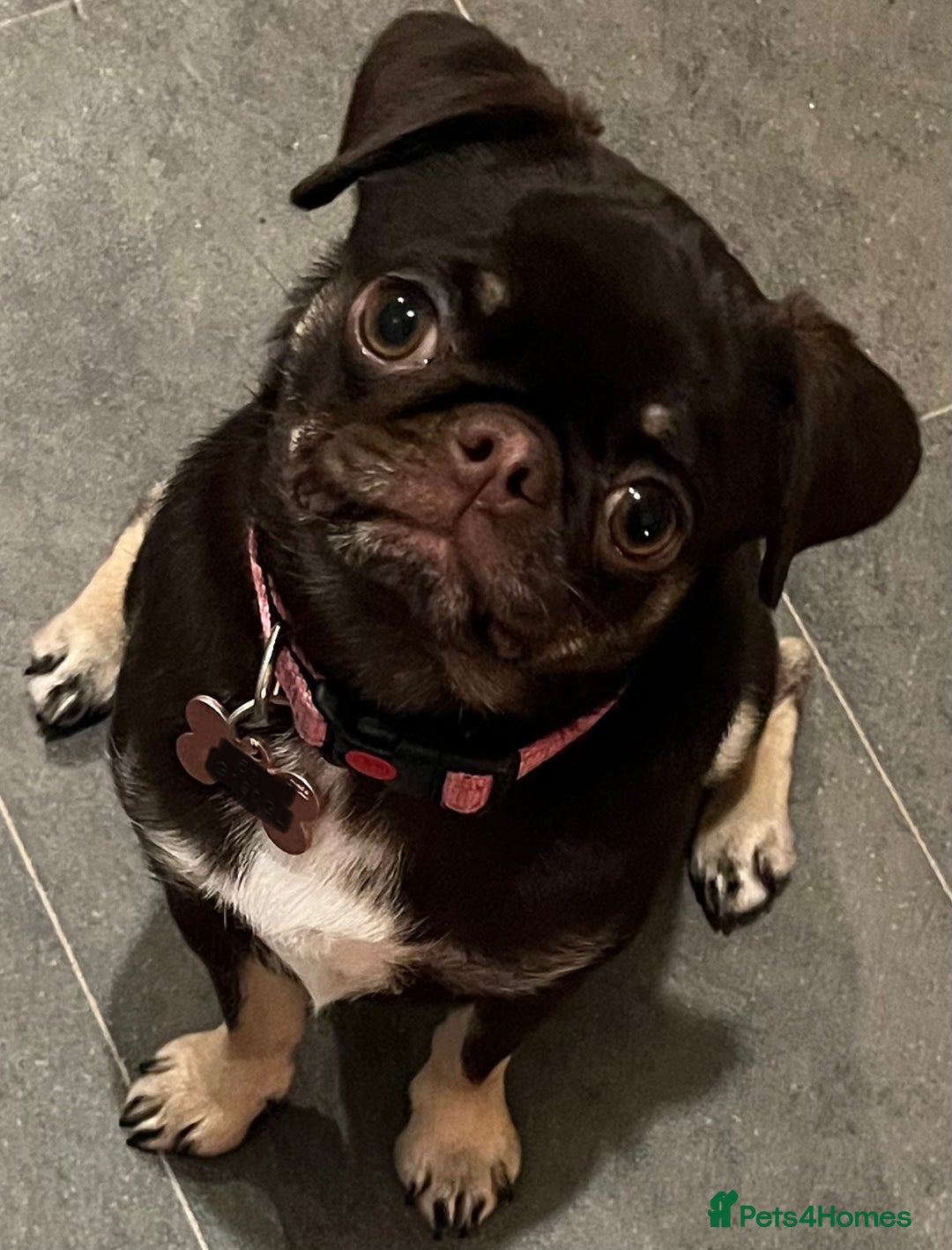 Pug dogs for sale: Tiny pug girl - Advert 9