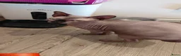 Sphynx cats for sale: Male Sphnx needing loving home - Advert 2