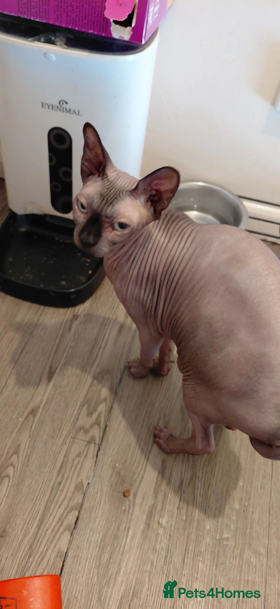 Sphynx cats for sale: Male Sphnx needing loving home - Advert 2