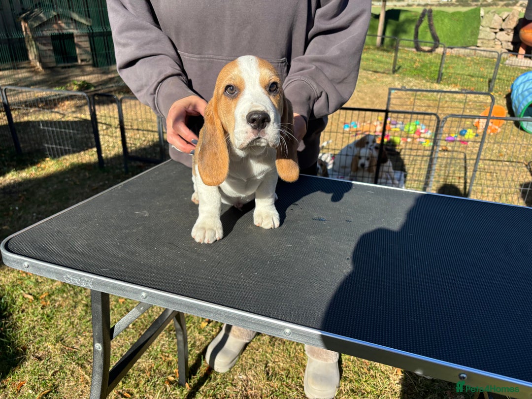 Beagle dogs for sale: Male Beagle Puppies  - Image 6