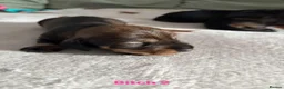 Dachshund dogs for sale: Teckel puppies - Standard size  - Advert 2