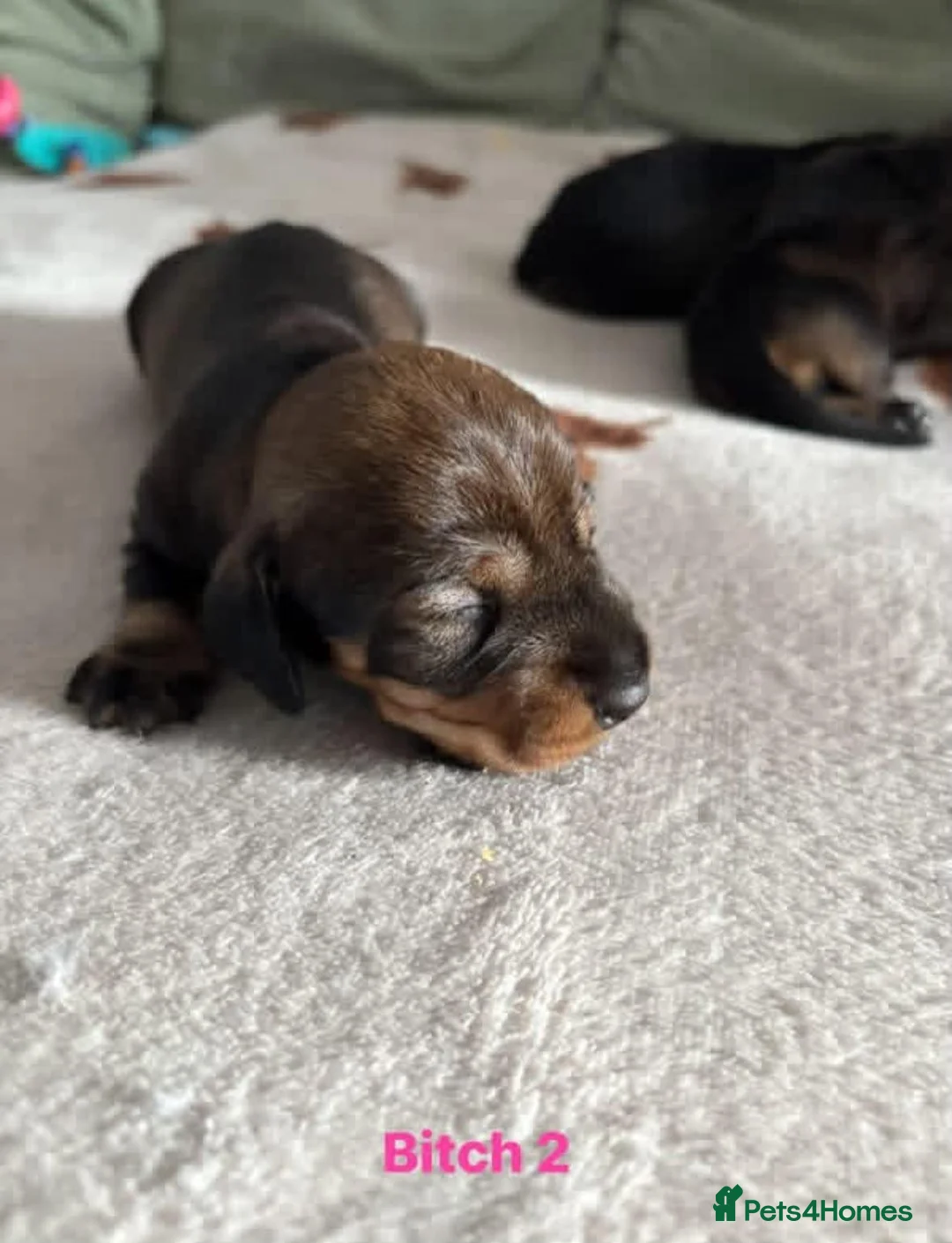 Dachshund dogs for sale: Teckel puppies - Standard size  - Advert 2