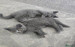 British Shorthair cats for sale: British Short-hair Kittens x3  - Image 2