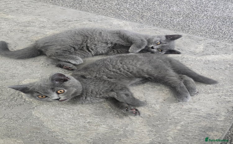British Shorthair cats - Advert 1