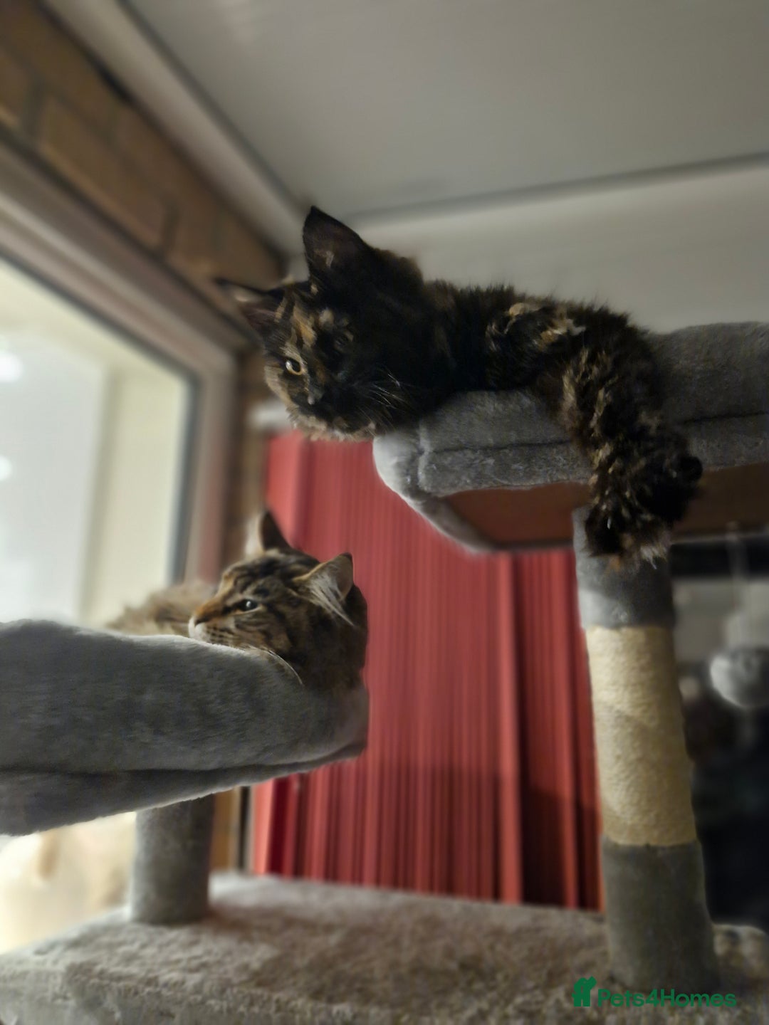 Maine Coon cats for sale: Maine coons Nellie & Dollie to stay as a pair.  - Advert 16