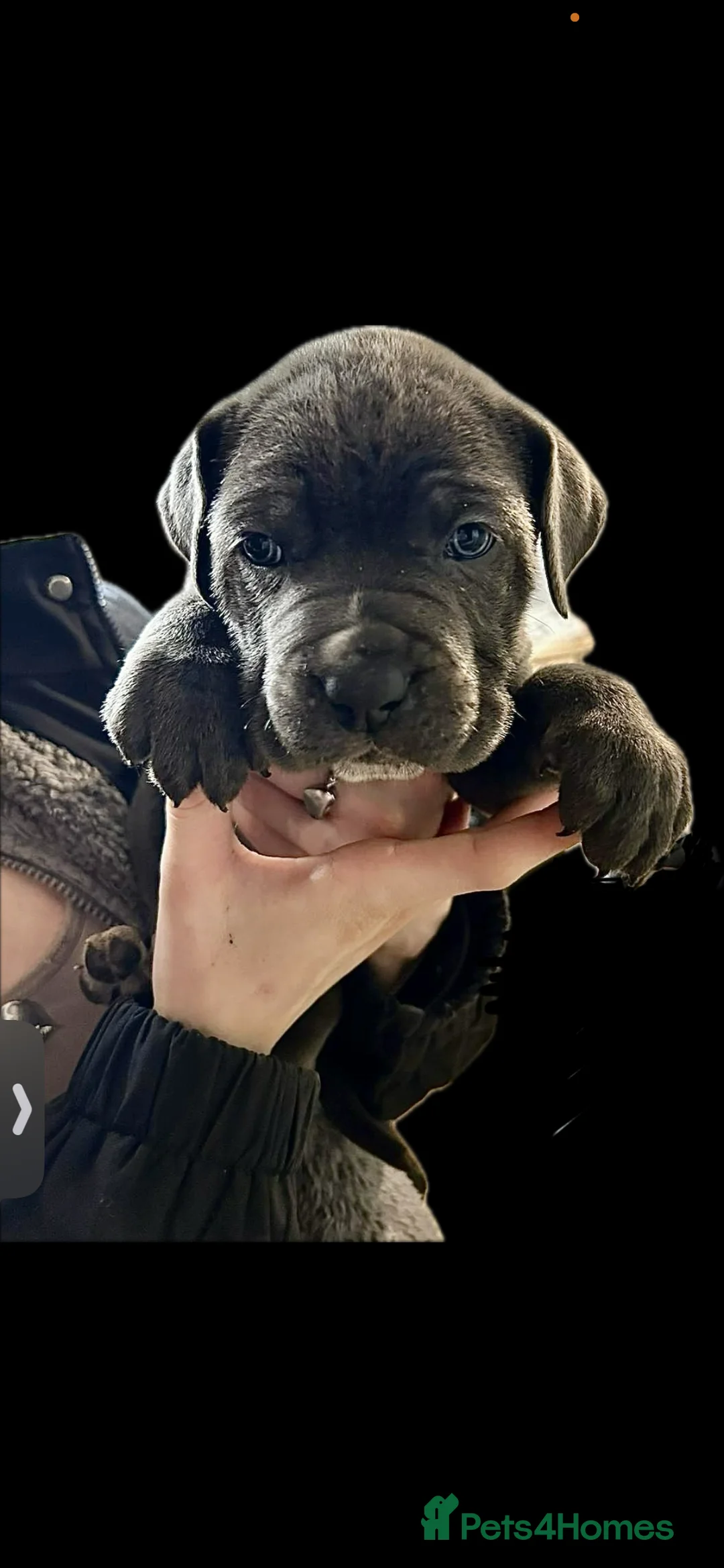 Cane Corso dogs for sale: Cane corso pups - Advert 8