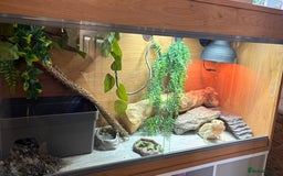 Bearded Dragon reptiles for sale: Female Rainbow Tiger Bearded Dragon - Image 3