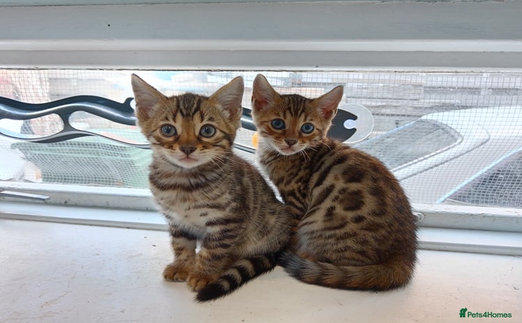 Bengal cats - Advert 2