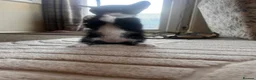 British Shorthair cats for sale: Beautiful Tuxedo kittens in Chichester - Advert 6