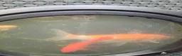 Koi Carp fish for sale: Koi carp - Advert 5