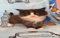 Mixed Breed cats for sale: boy kitten looking for his forever home - Image 5