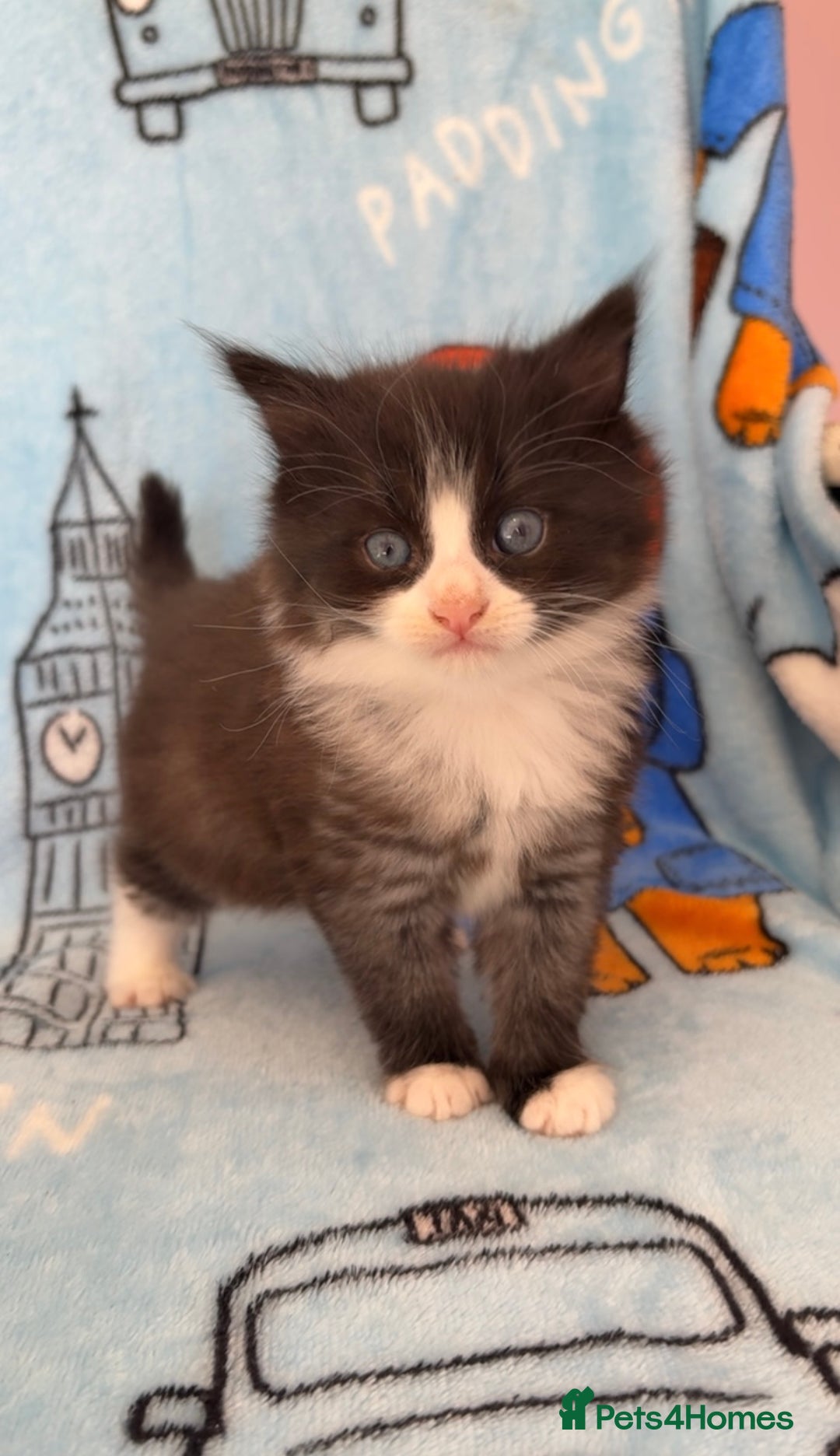Mixed Breed cats for sale: boy kitten looking for his forever home - Image 5